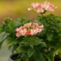 Verbena – Lanai Peach – 4.5″ Pot